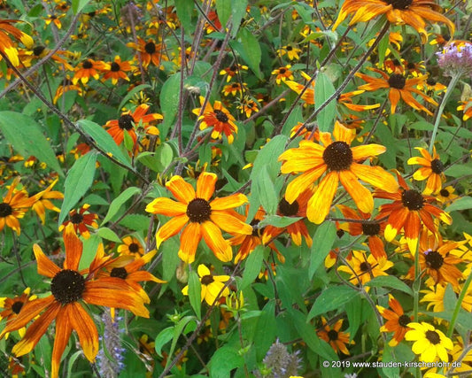 Rudbeckia triloba 'Prairie Glow'