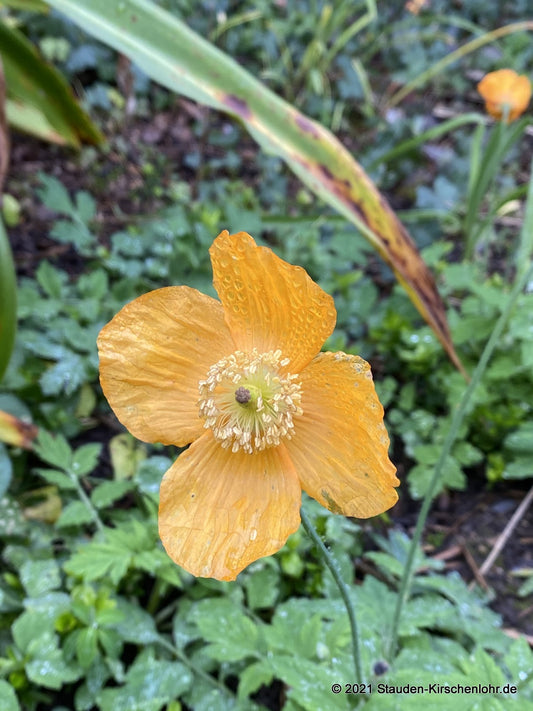 Papaver cambricum 'Aurantiacum' (Meconopsis)