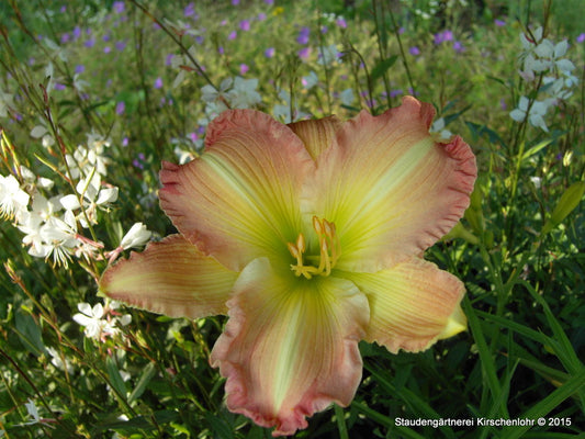 Hemerocallis 'Big Smile'