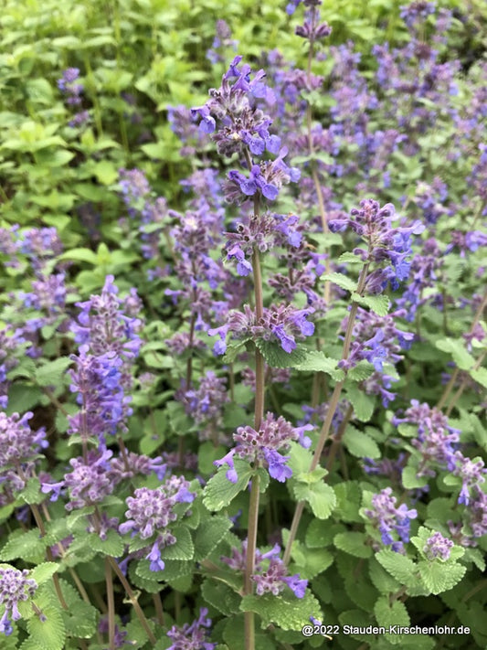 Nepeta racemosa 'Superba'