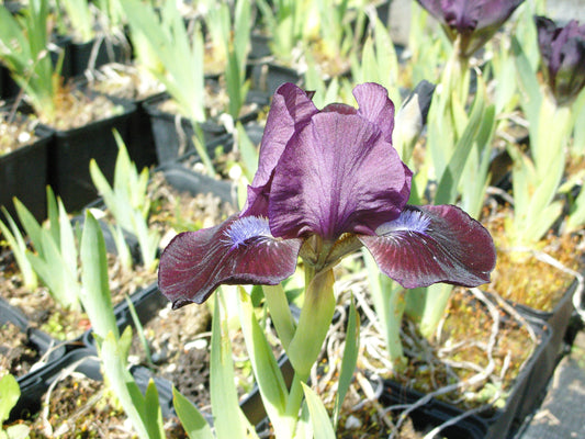 Iris barbata-nana 'Little Black Belt'