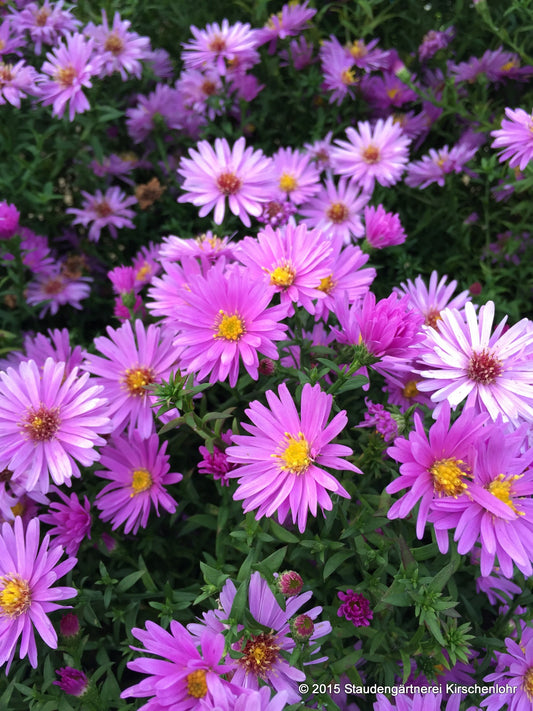 Symphyotrichum dumosum 'Rosenwichtel'