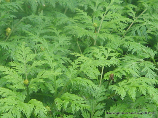 Adonis 'Fukujukai' (A. amurensis hort.)