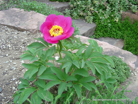 Paeonia officinalis 'Mollis'
