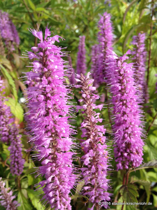 Elsholtzia stauntonii