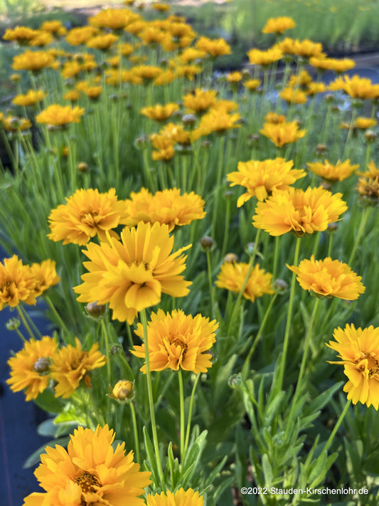Coreopsis grandiflora 'Early Sunrise'