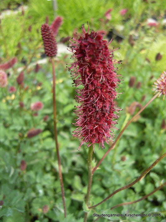 Sanguisorba menziesii
