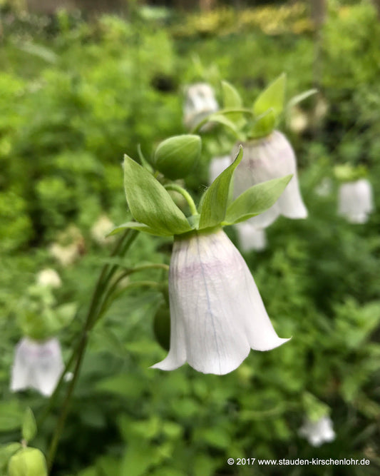 Codonopsis clematidea