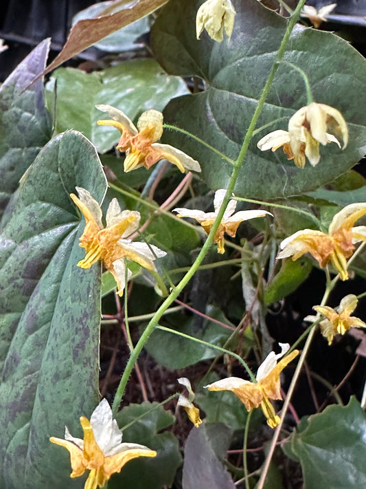 Epimedium 'Amber King'   NIS