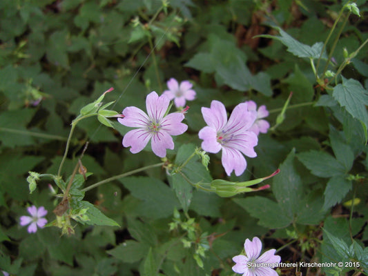 Geranium nodosum 'Simon'
