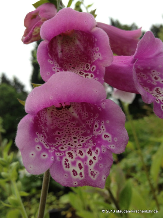 Digitalis purpurea