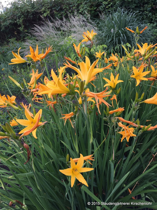 Hemerocallis 'Golden Scepter'