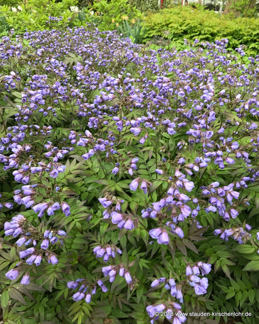 Polemonium 'Heaven Scent'