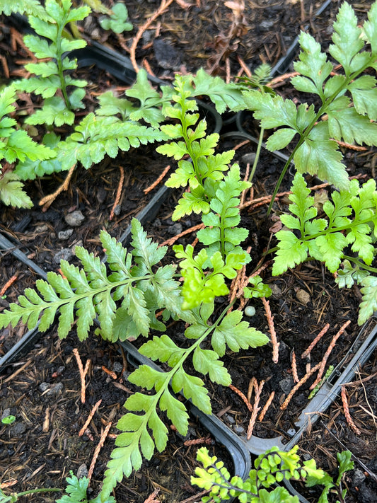 Asplenium adiantum-nigrum