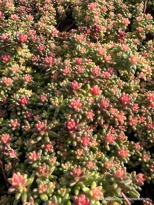 Sedum album 'Leuchtfeuer'