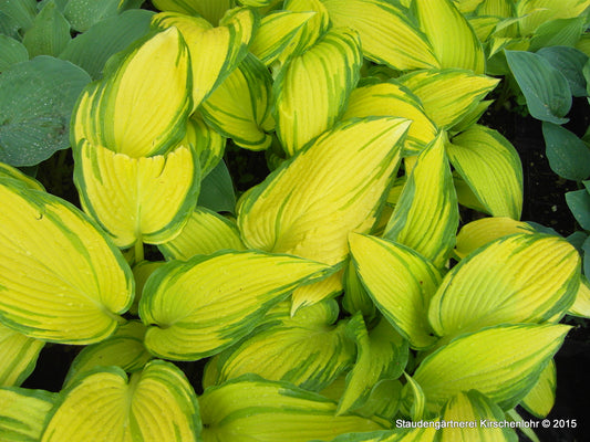Hosta 'On Stage'