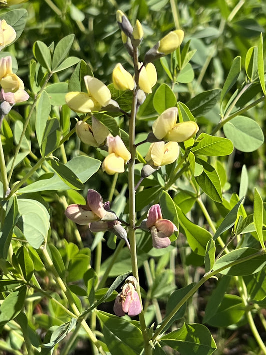 Baptisia 'Pink Lemonade' ®