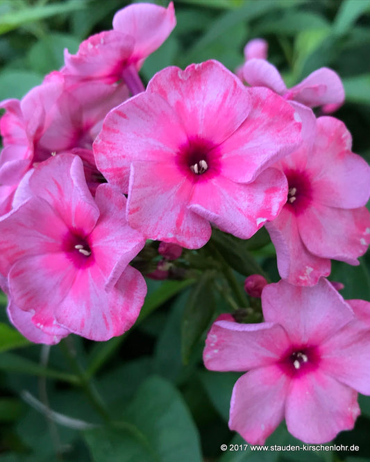 Phlox paniculata 'Uralskie Skazy'