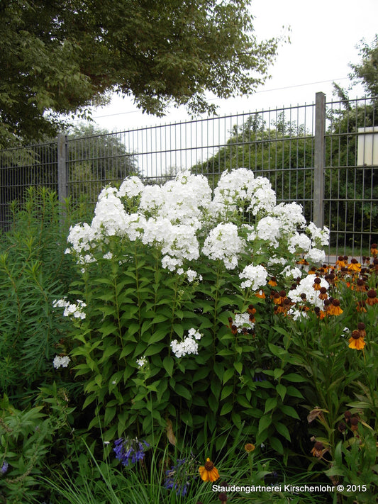 Phlox paniculata 'Weiße Wolke'