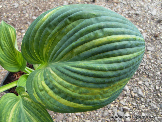 Hosta 'Ice Age Trail'