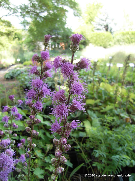Liatris aspera