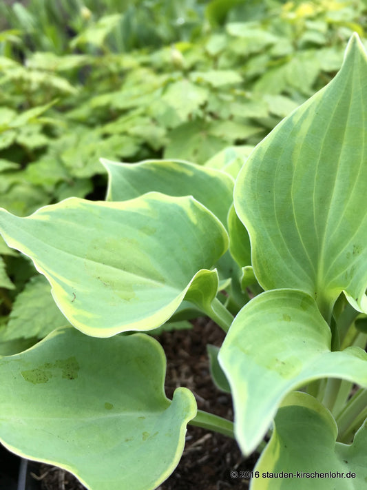 Hosta 'Lakeside Scamp'