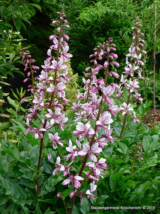 Dictamnus albus var. purpureus