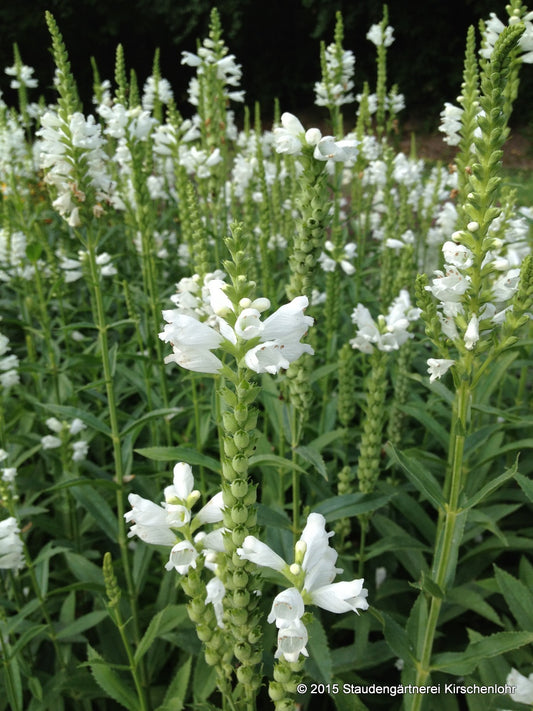 Physostegia virginiana 'Summer Snow'