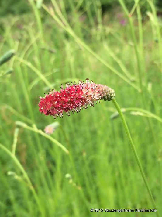 Sanguisorba 'Scapino'