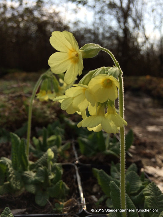 Primula veris subsp. veris