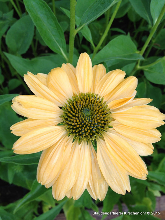 Echinacea 'Aloah' ®