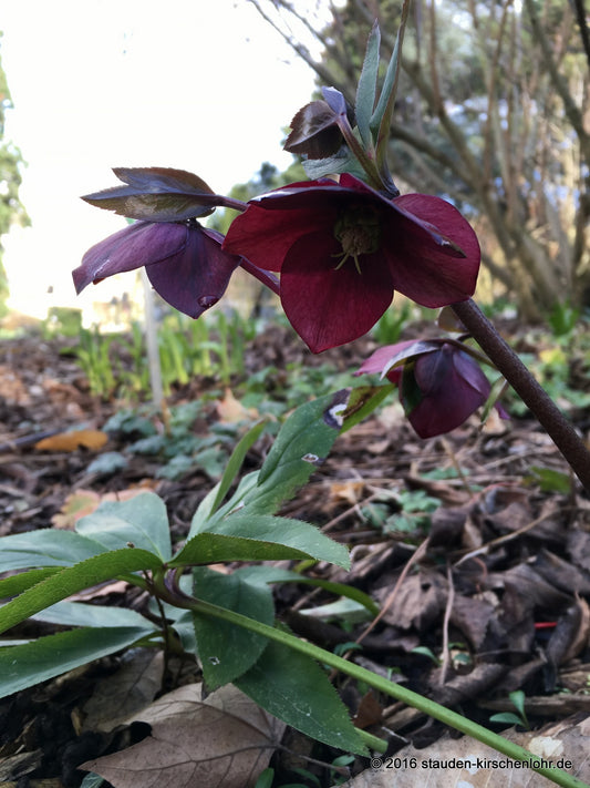 Helleborus x hybridus 'Red Lady' (orientalis)