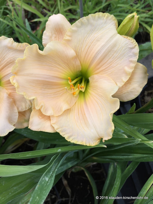 Hemerocallis 'Brautkleid'