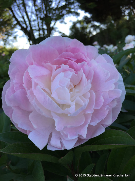 Paeonia 'Nancy Nora'