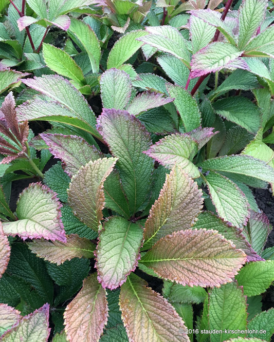 Rodgersia pinnata 'Superba'