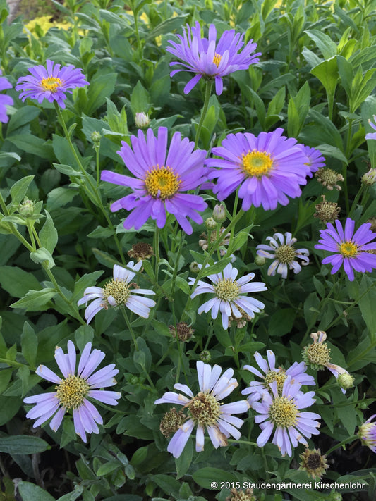 Aster x frikartii 'Flora´s Delight' ®