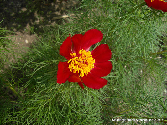 Paeonia tenuifolia f. lithophila