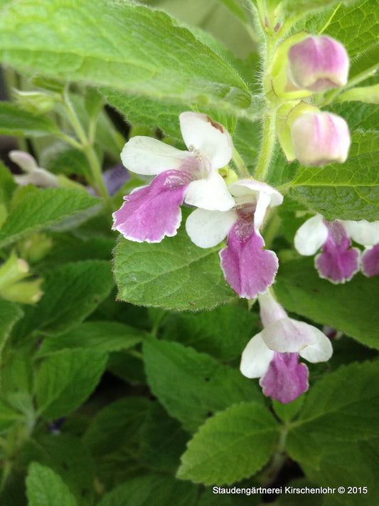 Melittis melissophyllum 'Royal Velvet Distiction'