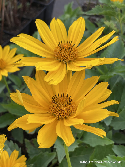 Heliopsis helianthoides 'Venus'