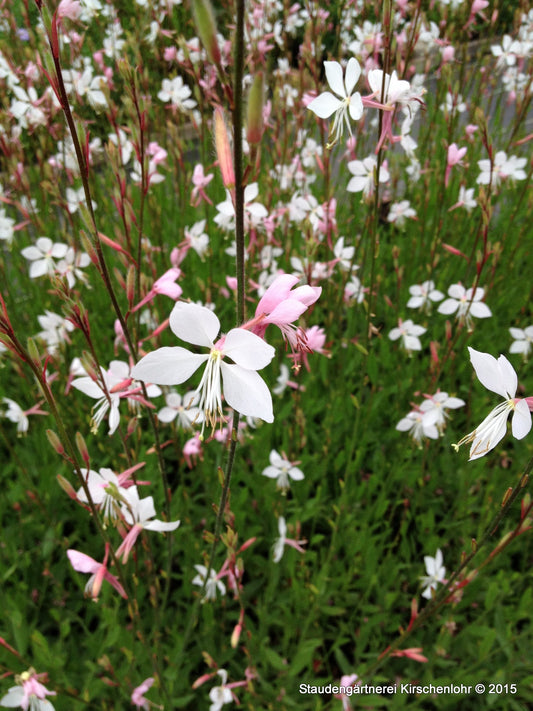 Oenothera lindheimeri 'Whirling Butterflies'