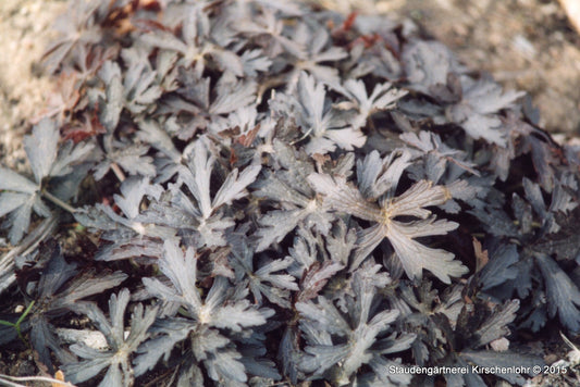 Geranium maculatum 'Espresso'