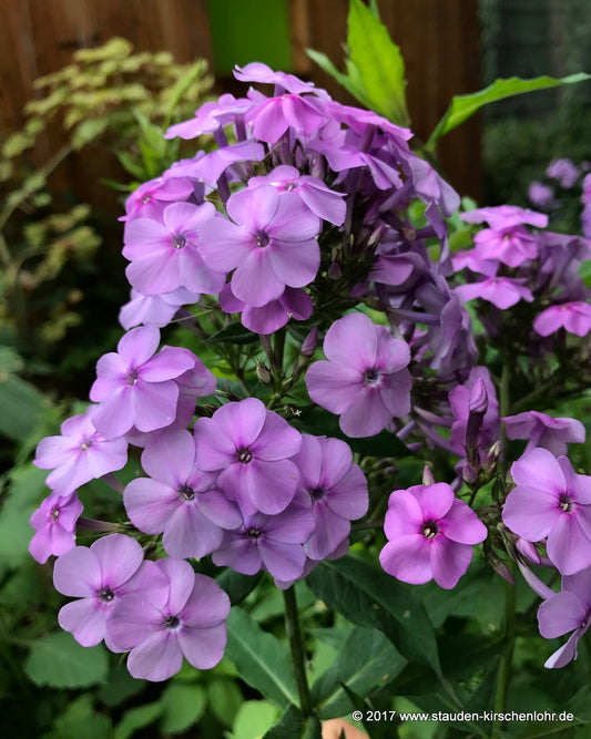 Phlox paniculata 'Morgengrauen'