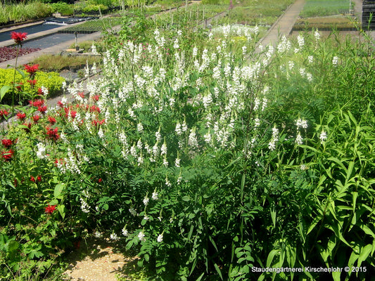 Galega x hartlandii 'Alba'