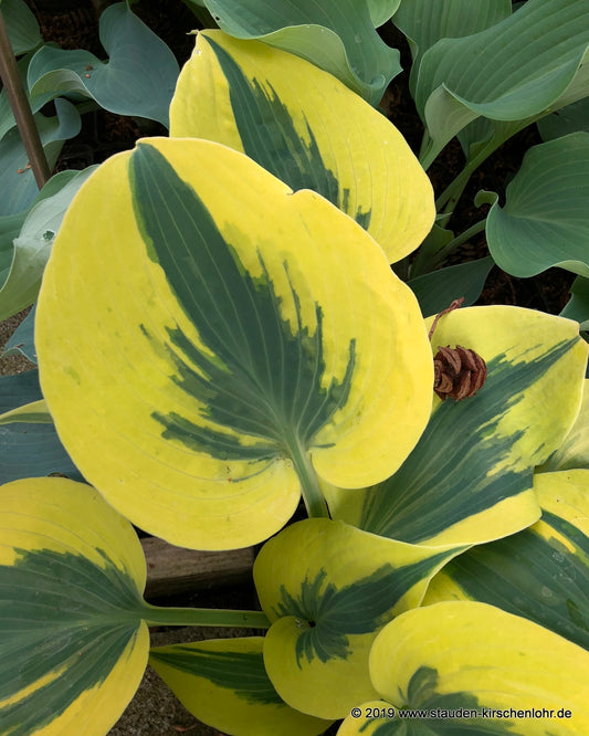 Hosta 'Autumn Frost' ®