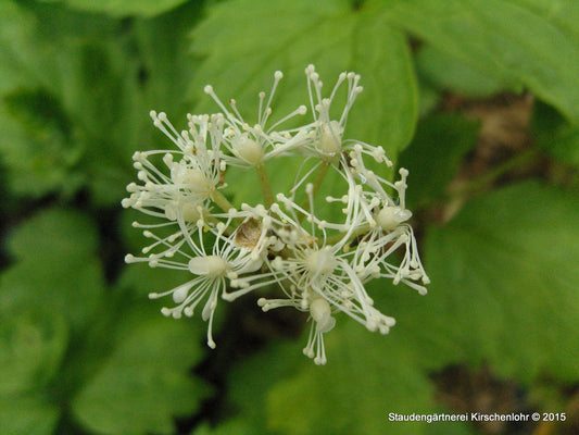Actaea pachypoda