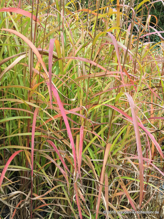 Miscanthus sinensis 'Ghana'