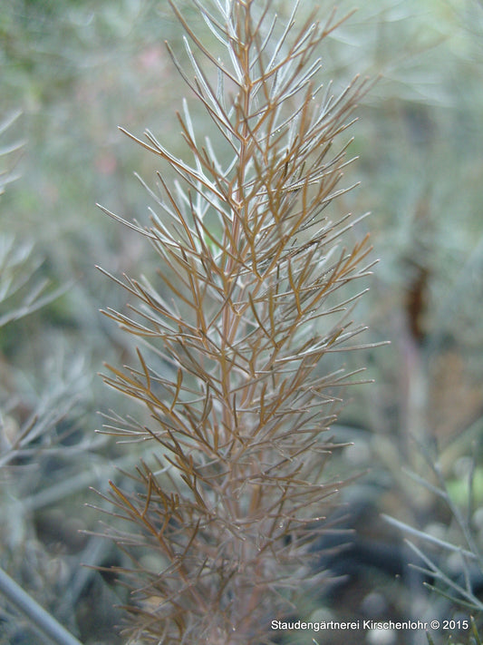 Foeniculum vulgare 'Atropurpureum'