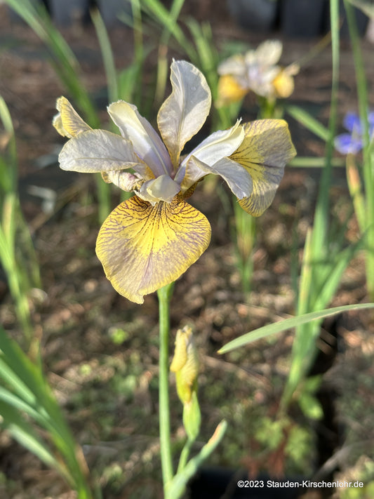 Iris sibirica 'Here be Dragons'
