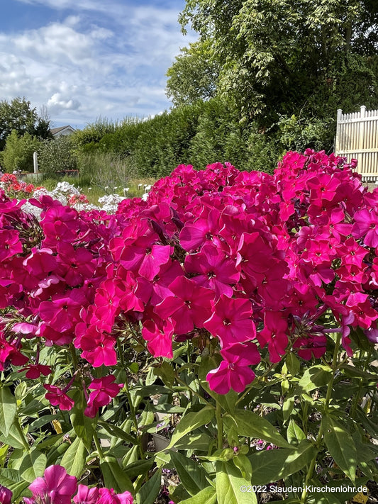 Phlox paniculata 'Taras Schevtschenko'