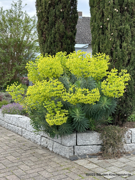 Euphorbia characias subsp. characias 'Blue Wonder'